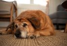 Can Dogs Get Stomach Bugs? Vet-Verified Facts & FAQ